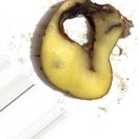 Potato dieases detect & Quality project thumbnail