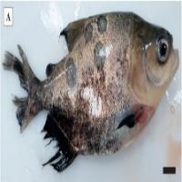 Fish disease project thumbnail