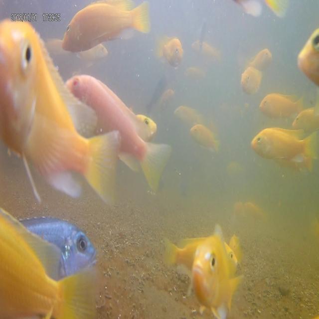 FISH Object Detection Model by mywork