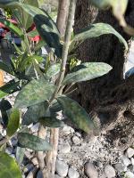 Olive Tree Diseases (part 1/2, combined data) project thumbnail