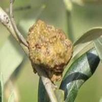 Olive Tree Diseases project thumbnail