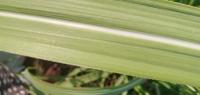 Sugarcane Modelo project thumbnail