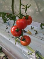 tomato-agent project thumbnail