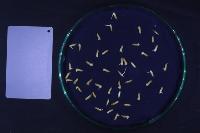 seed detection project thumbnail