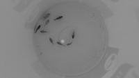 Find fish project thumbnail