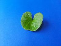 Img21_Indian Pennywort project thumbnail