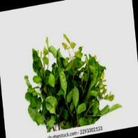 Img22_Fenugreek project thumbnail