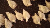 Chicken Detection project thumbnail