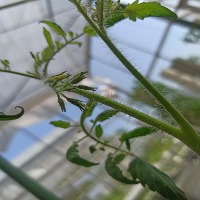 Tomato flower detection project thumbnail