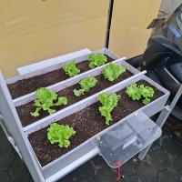 Lettuce detection project thumbnail