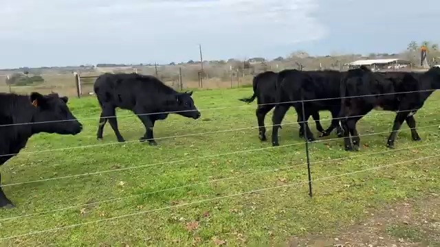 Animals Object Detection Model by Python Project