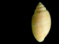 Seashell Detection  project thumbnail