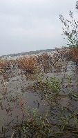 water debris detection project thumbnail