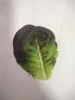 classification of lettuce project thumbnail