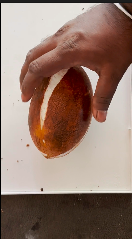 my coconut Object Detection Model by I am a student