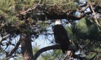 poultry-predator-detector project thumbnail