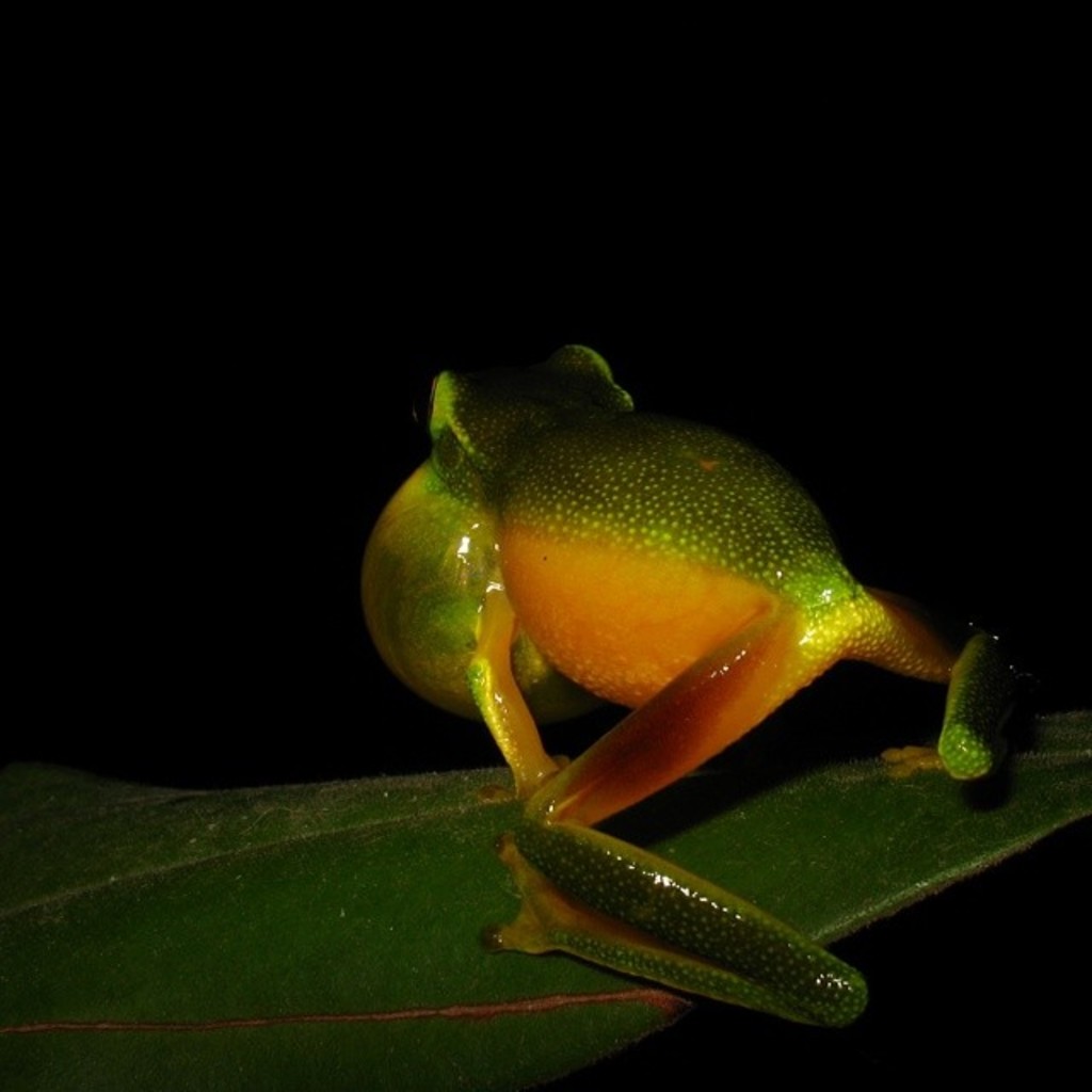 Frog Object Detection Dataset by z Firewood House