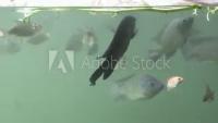 tilapia project thumbnail