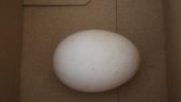 dataset telur project thumbnail