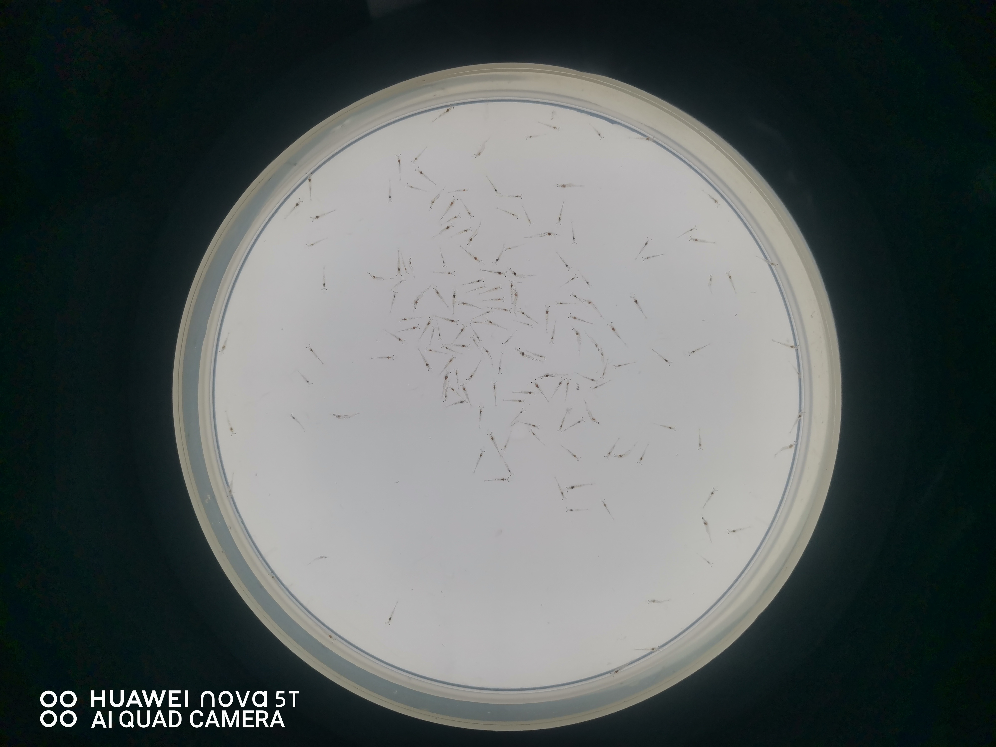 shrimp Instance Segmentation Dataset by raviteja