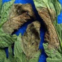 final merged plant disease dataset project thumbnail