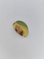 Rose-Black Spot project thumbnail