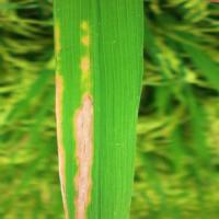 merged plant disease dataset project thumbnail