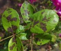 Plant Disease 2 project thumbnail