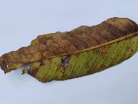 Guava Leaf Disease Detection project thumbnail