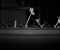 flower_od project thumbnail