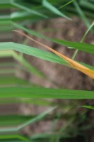 rice leaf diases project thumbnail