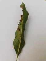 Mango Leaf detection project thumbnail