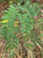 Tamarind Disease Classification project thumbnail