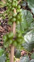 coffee-plant-od project thumbnail