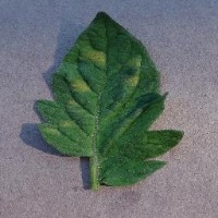 Plantdiseasedetection project thumbnail