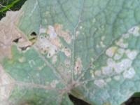 Anthracnose Detection project thumbnail