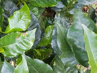 Plant desease labeling v2 project thumbnail