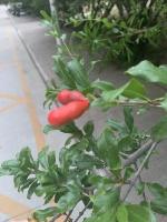 pomegranate-growth_stages project thumbnail