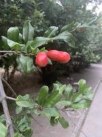 pomegranate-growth-stages project thumbnail