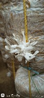 mushroom detection project thumbnail