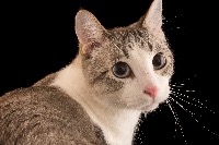 Detect And Classify Single-label Classification project thumbnail