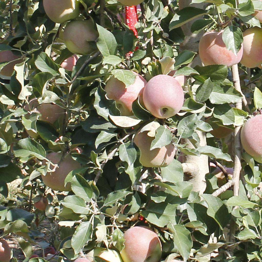 Ripe Apple 2 Object Detection Dataset by Fruits ripeness