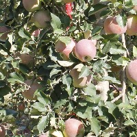 Ripe Apple 2 project thumbnail