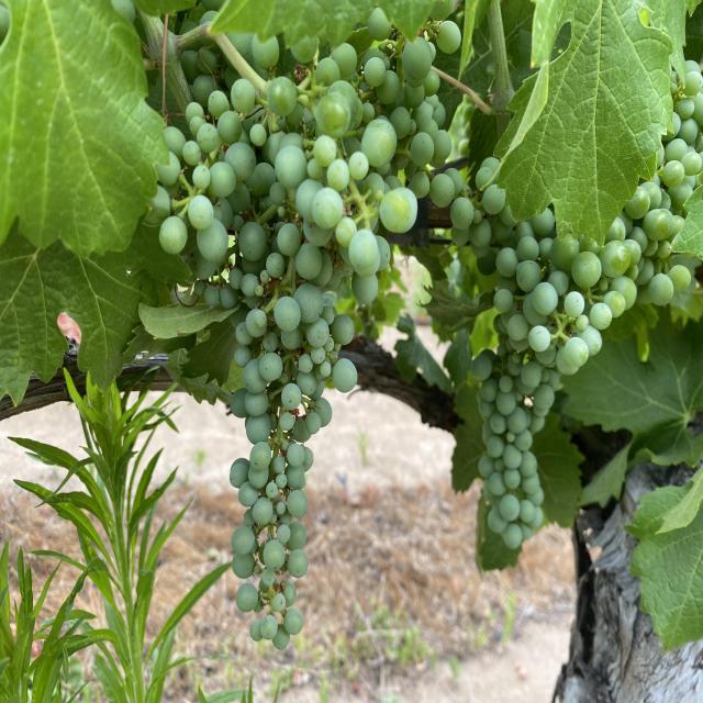 Grape Unripe Object Detection Dataset by Fruits ripeness