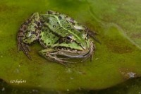 Frog project thumbnail