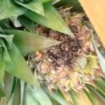 plant_disease_detection_project project thumbnail