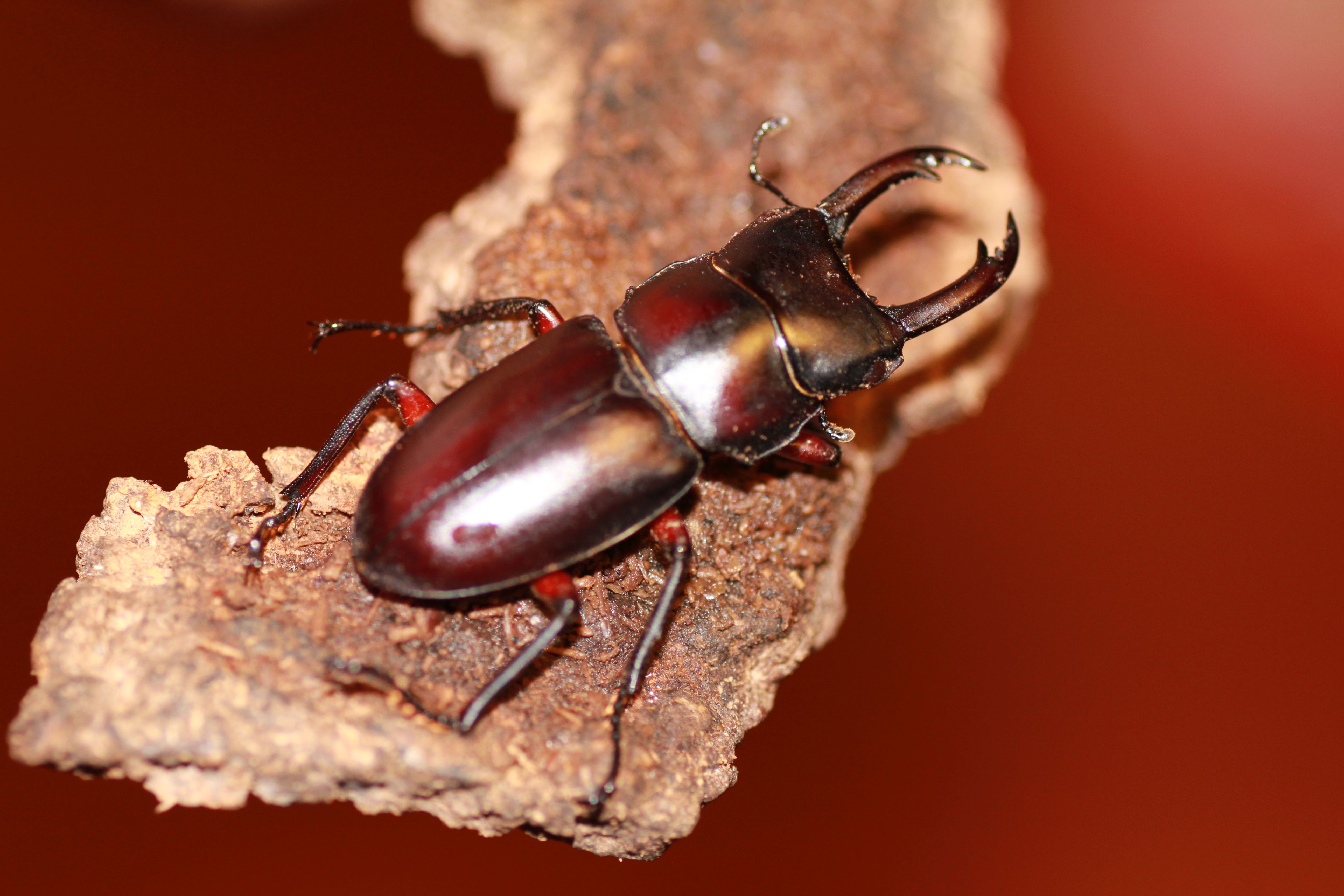 Nhato Insect beetle name Object Detection Model by Yuto Niitsu
