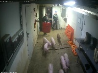 pig detection project thumbnail