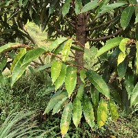 durain-leaf2 project thumbnail