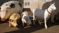 Dataset Image